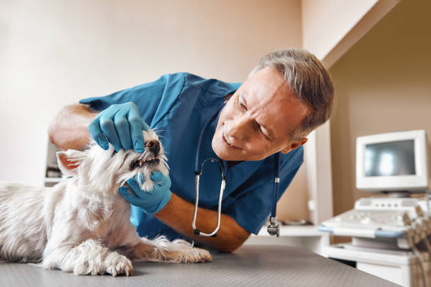 Best After-Hours Dental Trauma Care in Locust, NC